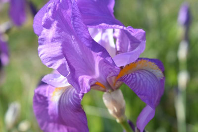 geigersberg irisblüte 004.JPG
