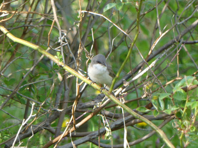 2020-04-26 Gartenvögel 2.jpg