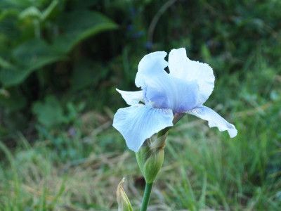 Iris IB Morgendämmerung P4250141.JPG