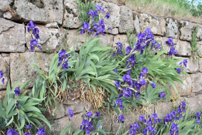 geigersberg irisblüte 042.JPG