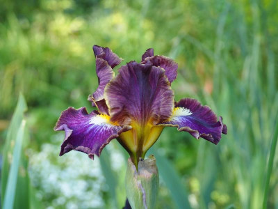 Iris IB Blackcurrant 1998 Marky Smith P4260143.JPG