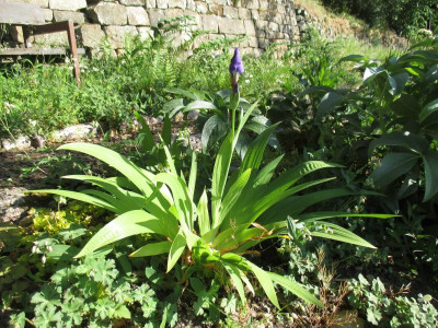 Iris tectorum 20200426_03.JPG