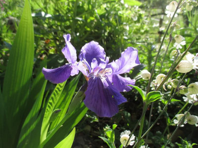 Iris tectorum 20200426_02.JPG
