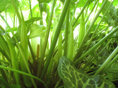 Arum italicum 20200426_02.JPG