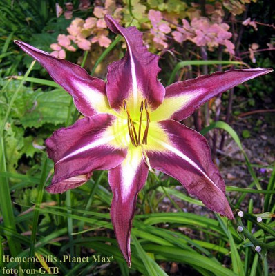 Planet_Max_7280_r11.jpg