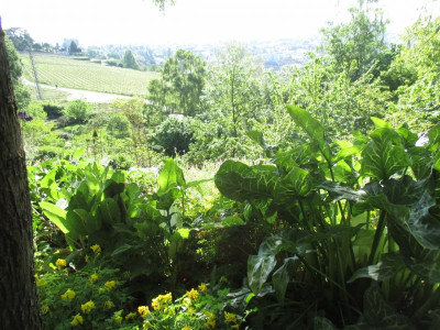 Arum italicum 20200426_06.JPG