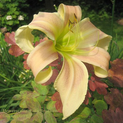 Lola_Branham_7282_r11.jpg