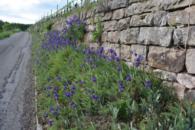 geigersberg irisblüte 047.JPG
