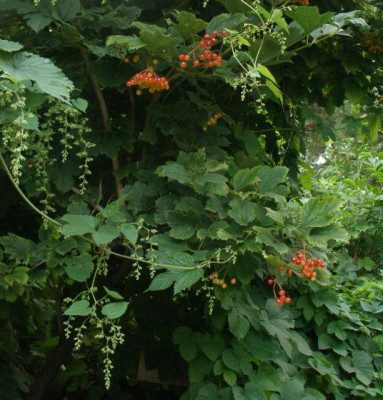 viburnum_opulus_2007-08-01.jpg