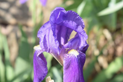 geigersberg irisblüte 049.JPG
