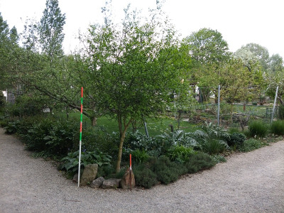 Poncirus 20200419.jpg