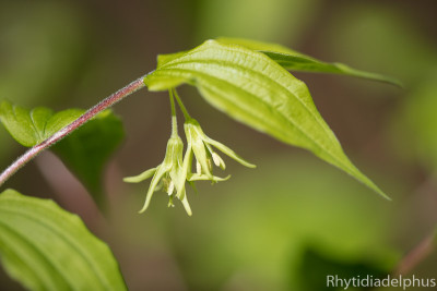 Prosartes_lanuginosa_1360_800_sRGB.jpg