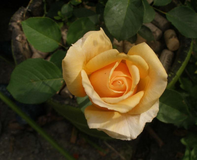 rose_patricia_knospe_halboffen_2007-06.jpg