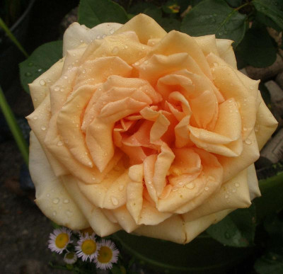 rose_patricia_offen_2007-06.jpg