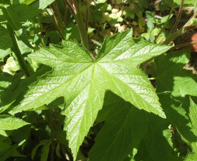 blatt.jpg