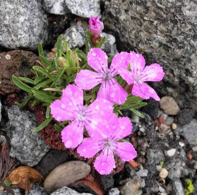 Dianthus glacialis 27.04.20.JPG