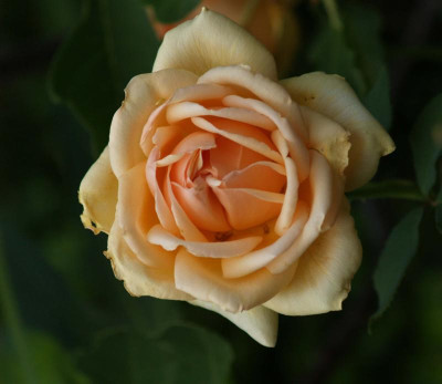 rose_patricia_zweite_blueten_2007-06.jpg