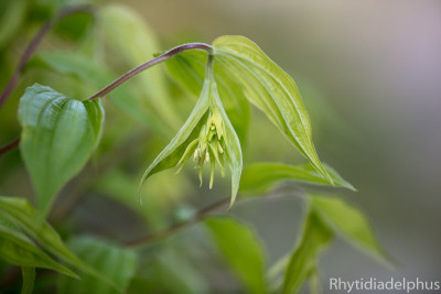 Prosartes_lanuginosa_1232_800_sRGB.jpg