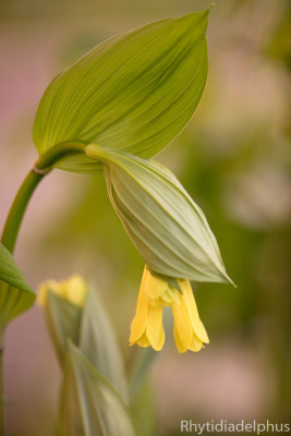 Disporum_flavens_0944_800_sRGB.jpg