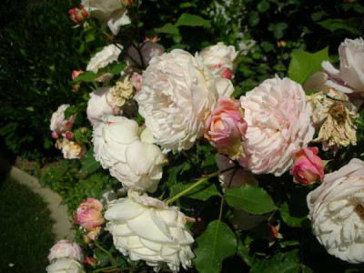 Nachbar-Rose_blüten.jpg