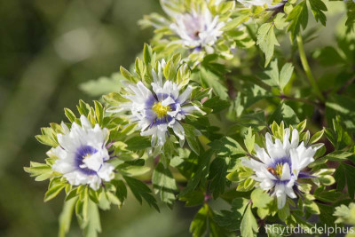 Anemone_Multiplicity_0838_800_sRGB.jpg