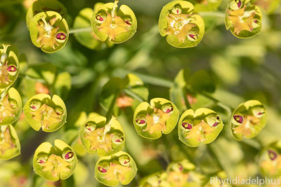 Euphorbia_characias_0716_800_sRGB.jpg