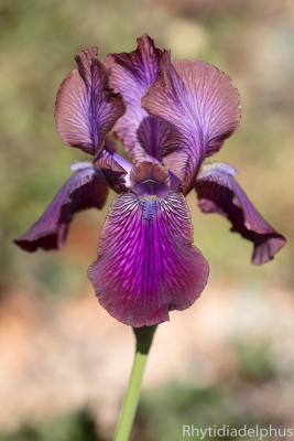Iris_Afrosiab_1432_800_sRGB.jpg