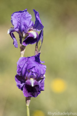 Iris_marsica_0858_800_sRGB.jpg