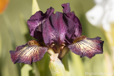 Iris_Incendiary_0879_800_sRGB.jpg
