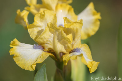 Iris_Bluebeards_s_Gold_0629_800_sRGB.jpg