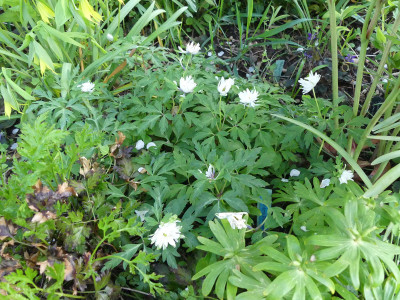 2020-04-27 Anemone nemorosa 'Multiplicity'.jpg