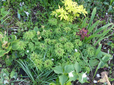 2020-04-27 Anemone nemorosa 'Virescens'.jpg