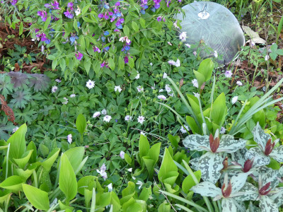 2020-04-27 Anemone nemorosa 'Blue Eyes'.jpg