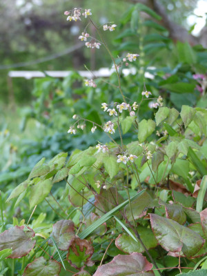 2020-04-27 Epimedium 'Perlsprudel'.jpg