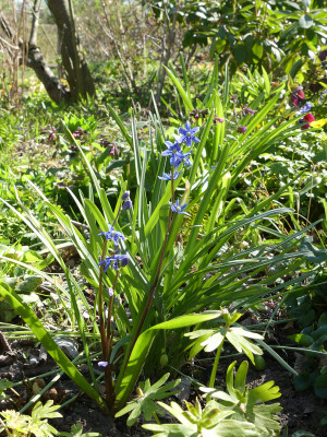 2020-04-19 Scilla 1.jpg