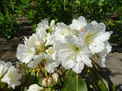 Rhododendron fortunei Sämling April 2020.JPG