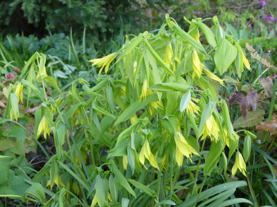 2020-04-27 Uvularia grandiflora 'Lynda Windsor'.jpg