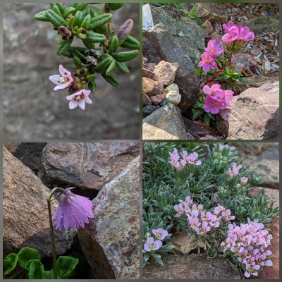 CollageMaker_20200428_104420135.jpg