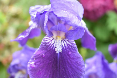iris, erste feigen 003.JPG