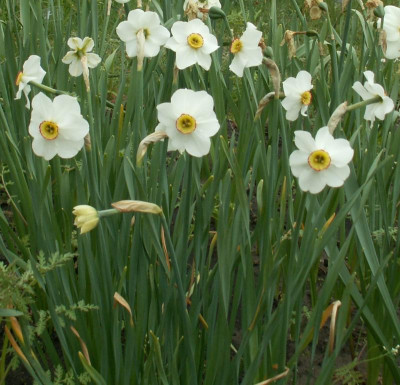 N. poeticus hellenicus.JPG