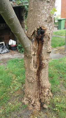 baum1.jpg