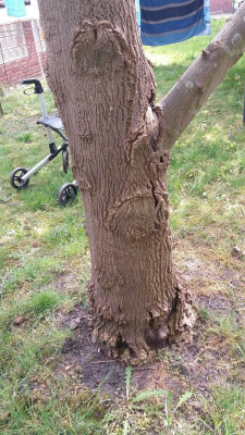 baum2.jpg
