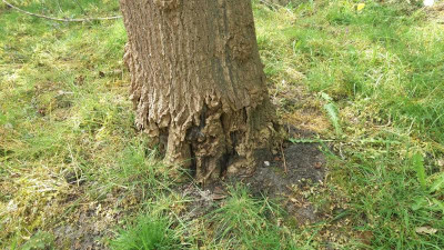 baum3.jpg