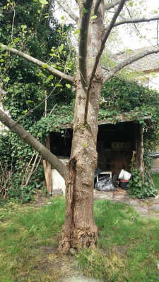 baum4.jpg
