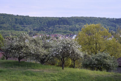 geigersberg irisblüte 053.JPG