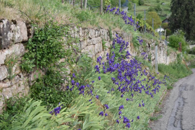 geigersberg irisblüte 039.JPG