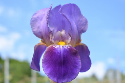 geigersberg irisblüte 017.JPG