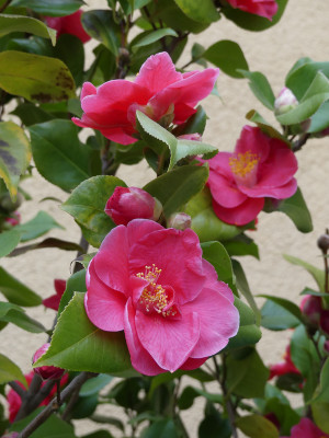 2020-04-28 Camellia 2.jpg
