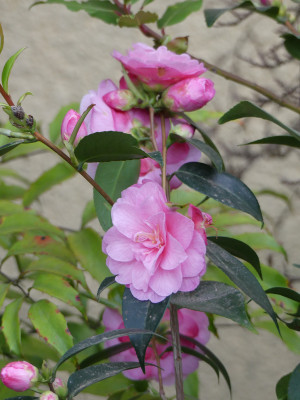 2020-04-28 Camellia 'Spring Festival' 1.jpg