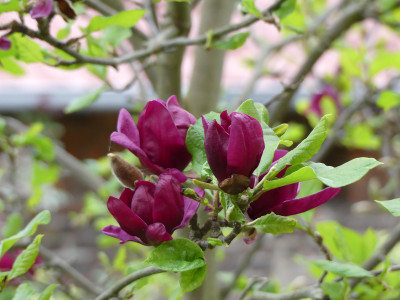 2020-04-28 Magnolia 'Genie' 2.jpg
